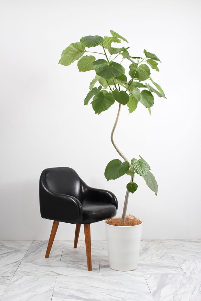 観葉植物 フィカスウンベラータ 曲がり10号